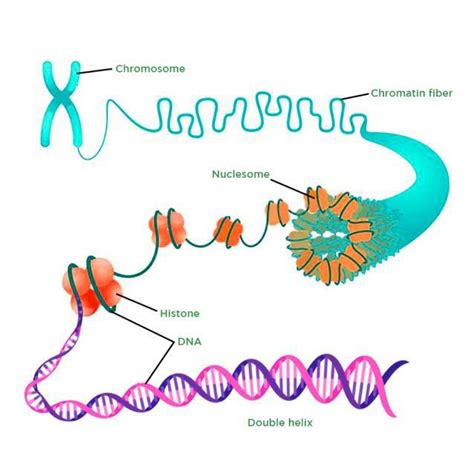 naked dna is called chromatin|DNA Packaging: Nucleosomes and Chromatin